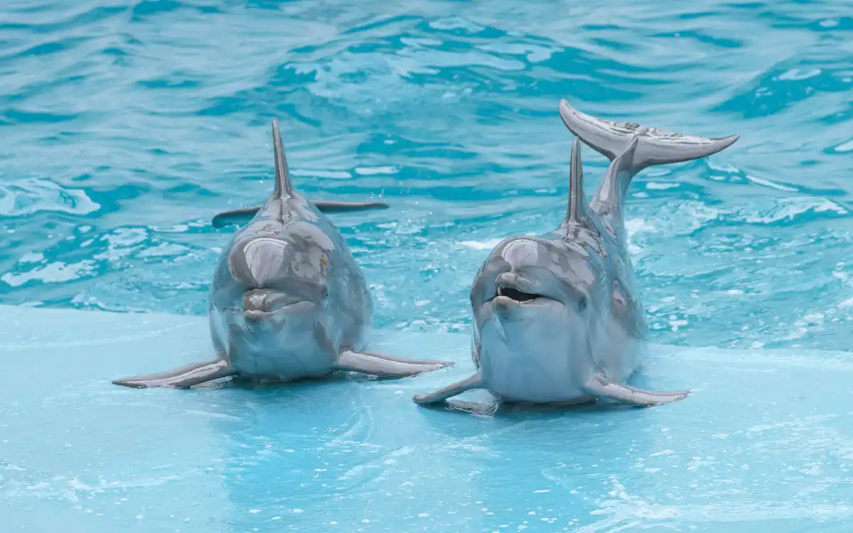 Pattaya Dolphinarium дельфинарий Паттайи