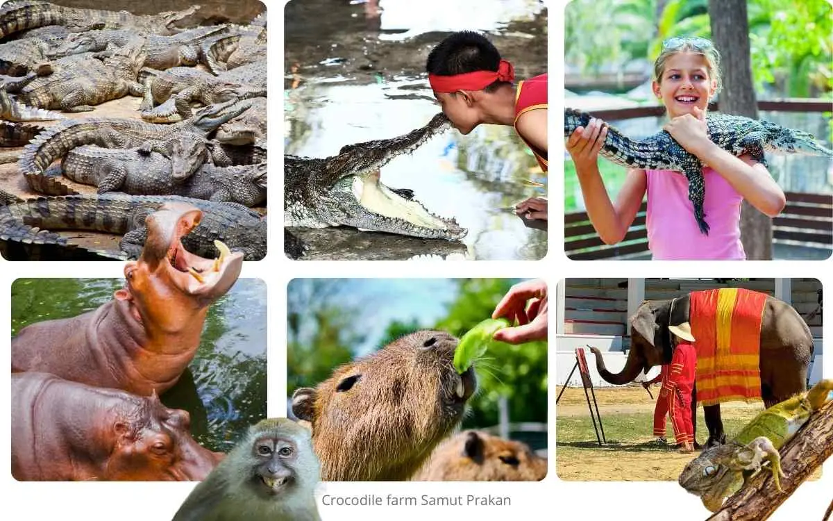 Crocodile Farm Samut Prakan Private Tour