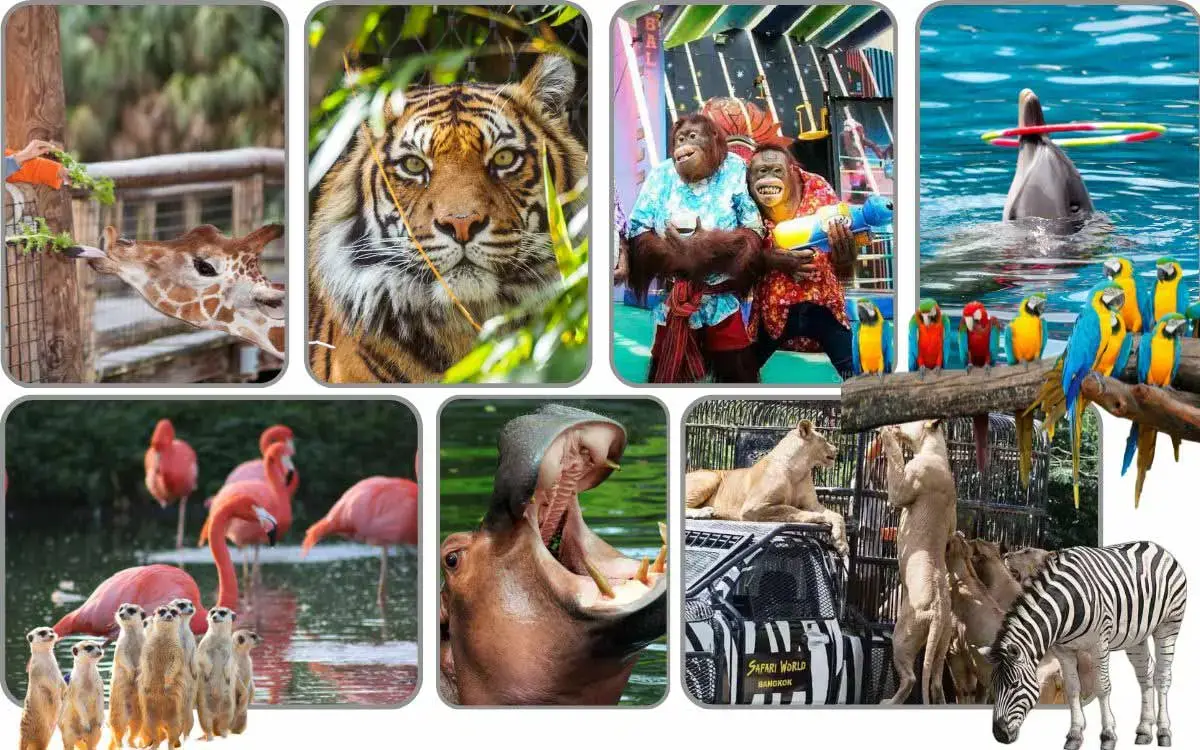 Safari World Bangkok Private Tour